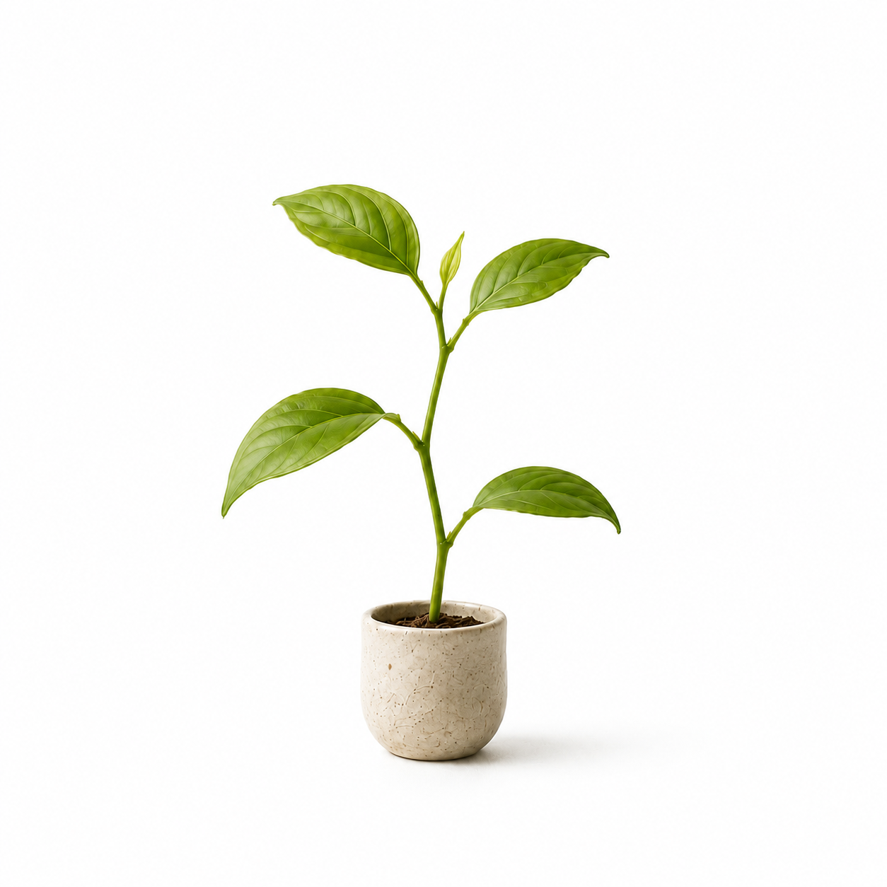 small plant in pot