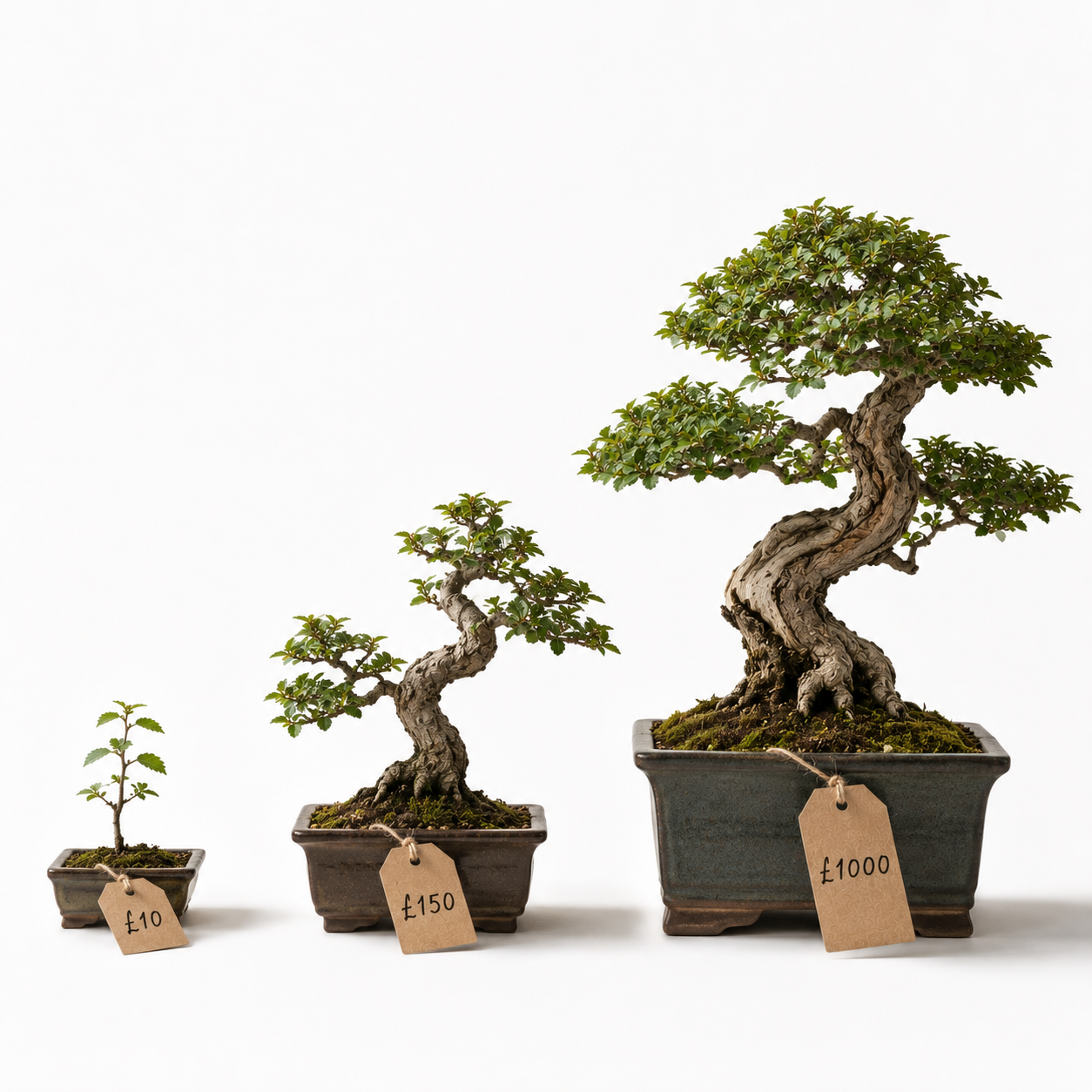 Smartix pricing represented by a carefully balanced botanical arrangement