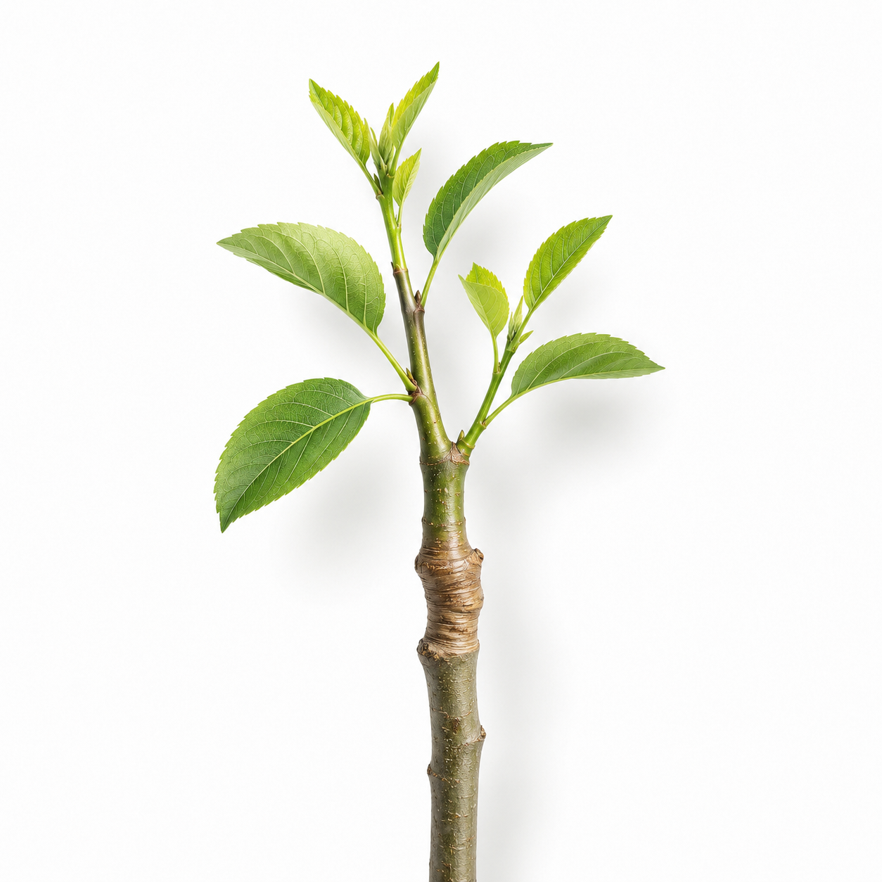 Plant stem with grafted shoot