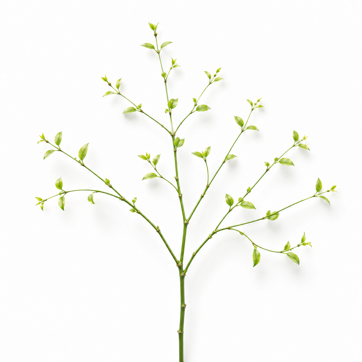 Plant stem with many shoots