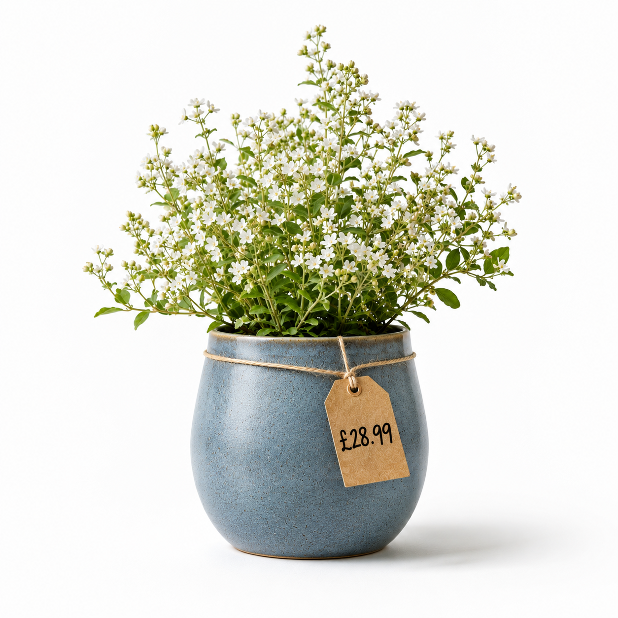 plant in pot for sale