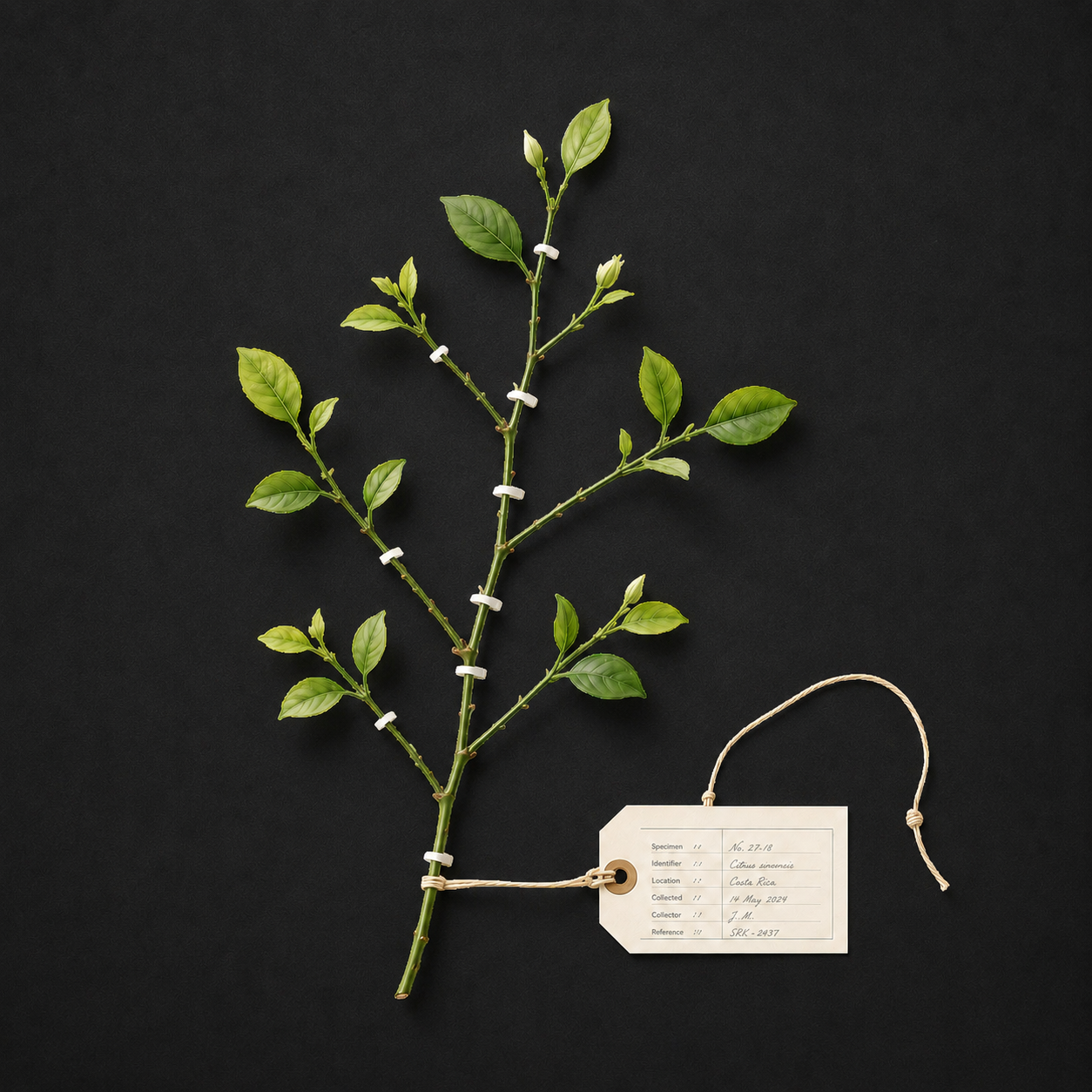 botanical catalogue