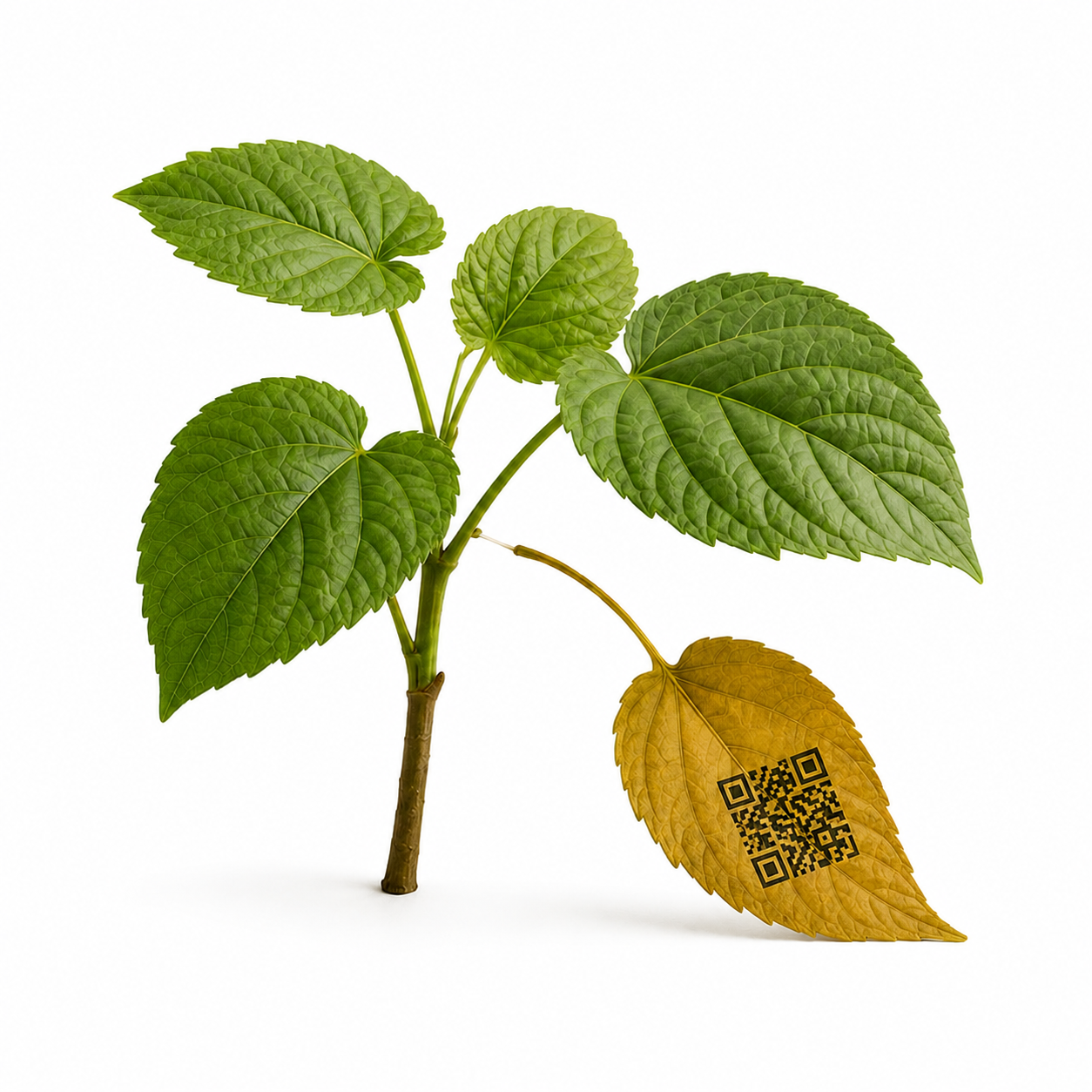 plant with one dropped leaf with a QR code pattern