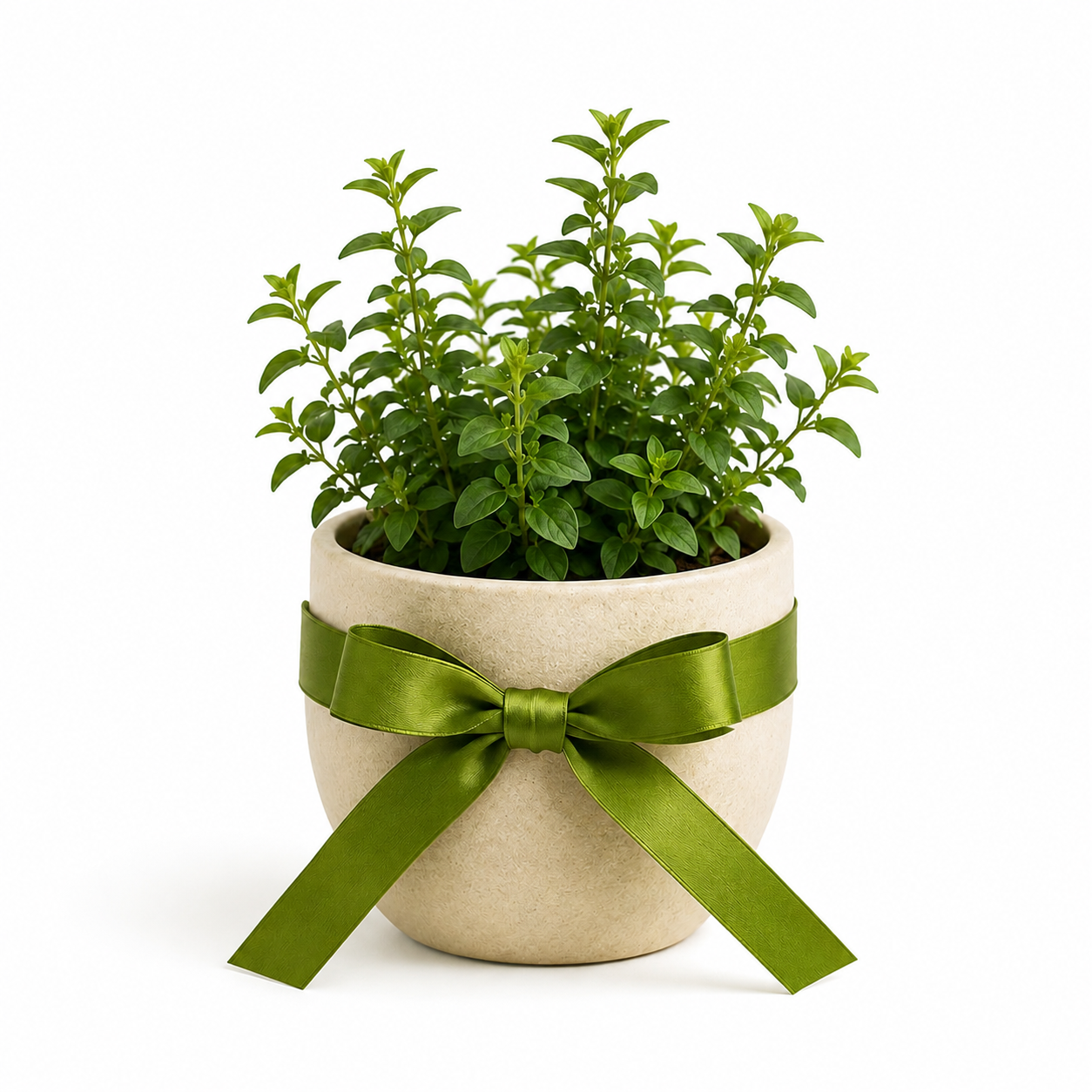 plant in pot with gift ribbon