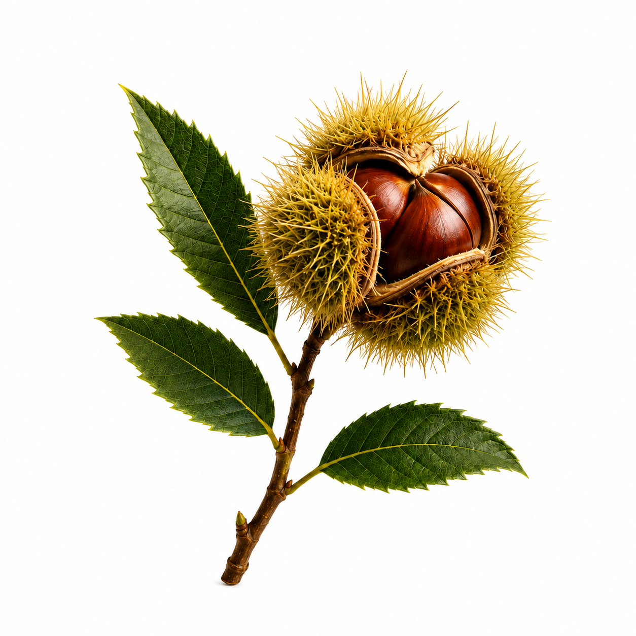 tree nut with protective case