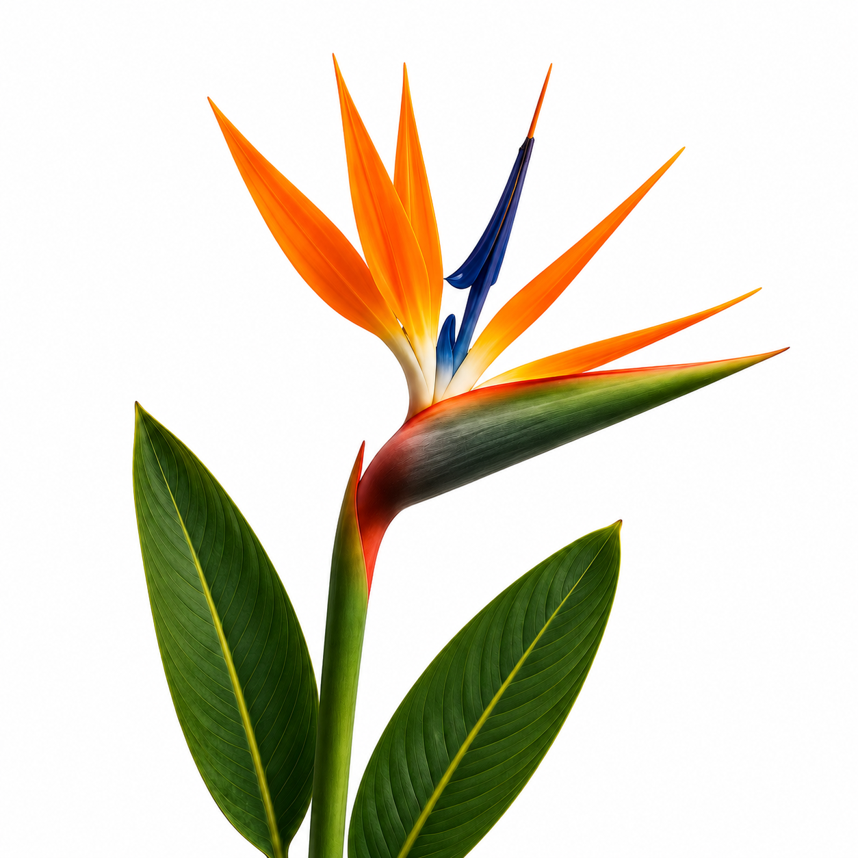 bird of paradise flower