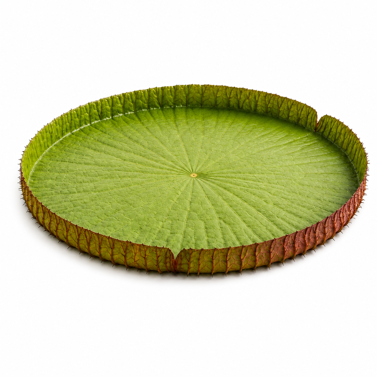 giant lily pad