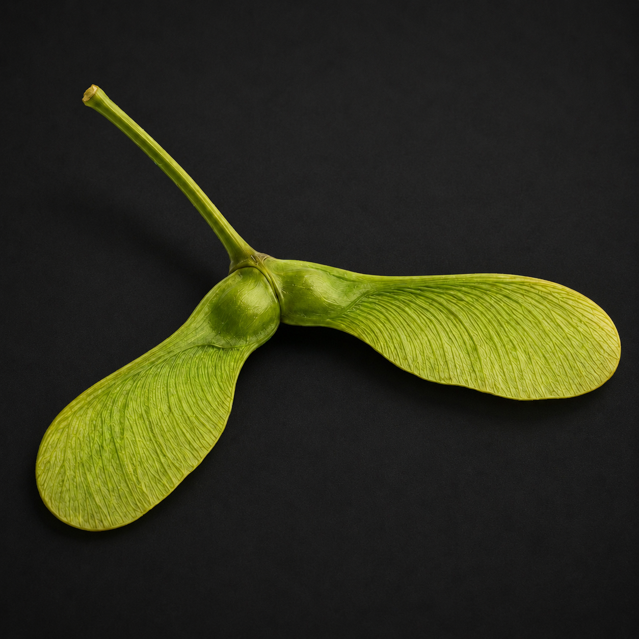 sycamore seed