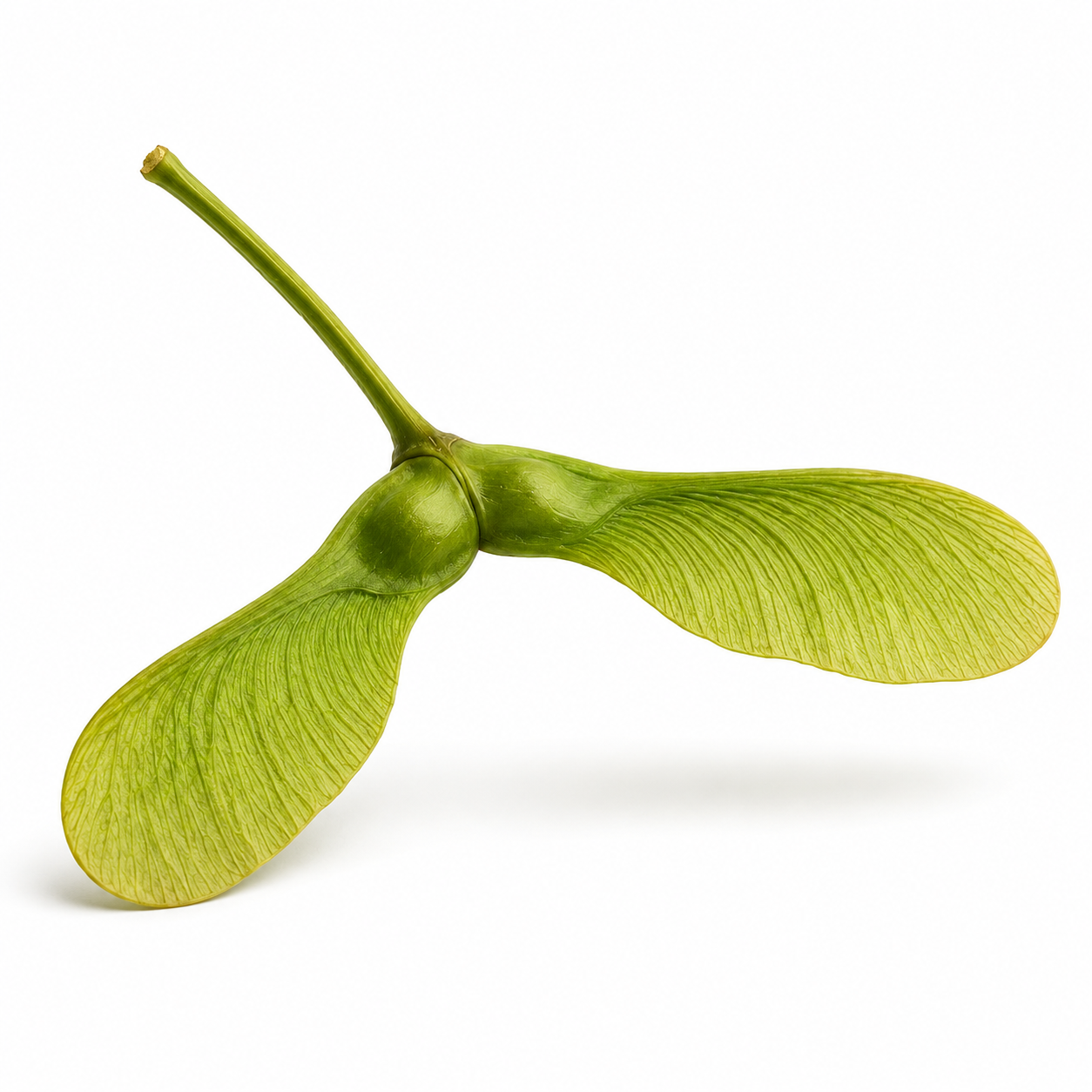 sycamore seed